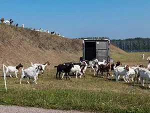 Goats invade 4 Wing Cold Lake! 